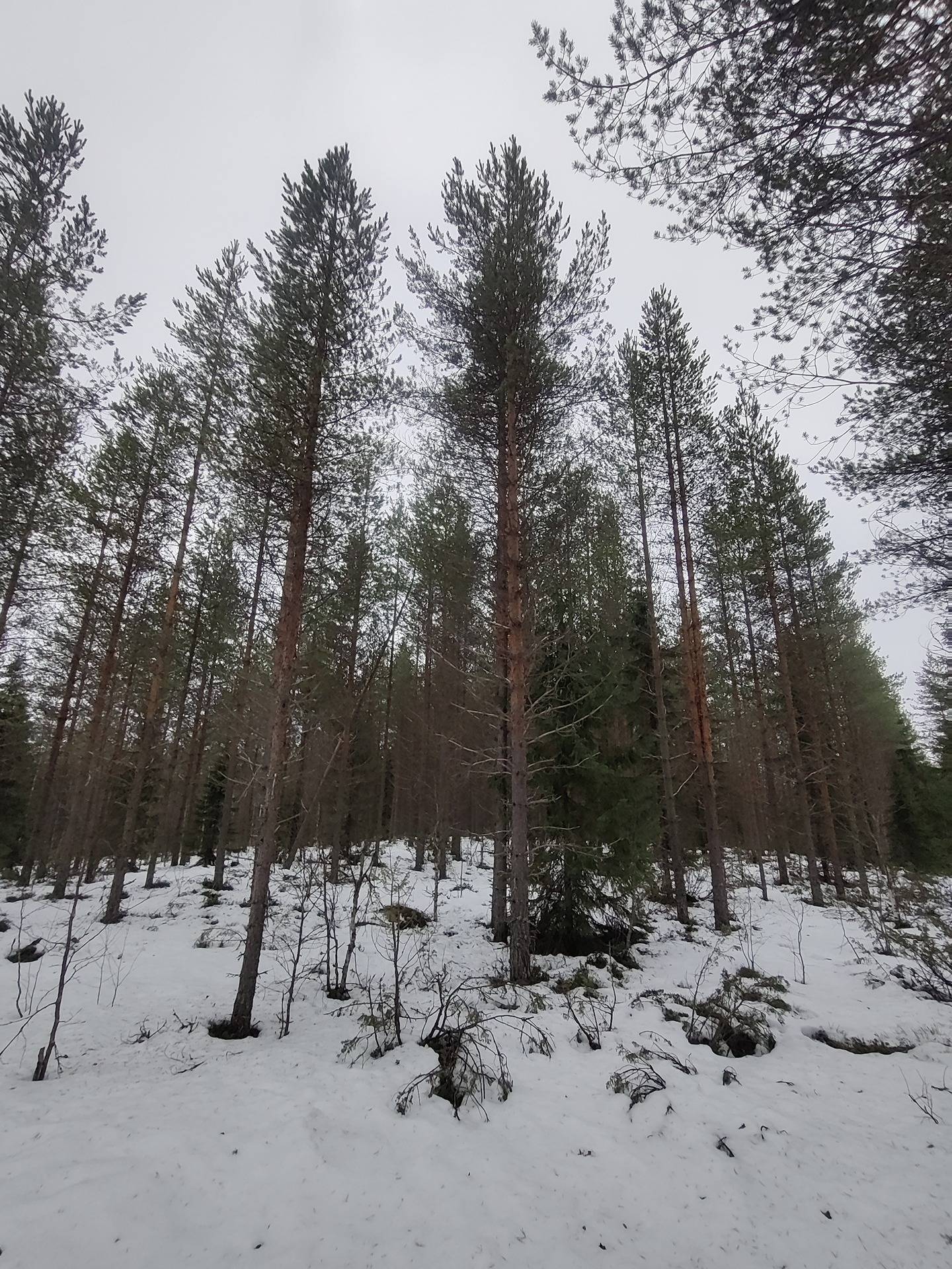 Määräala Viljala 765-407-3-75, Havukkavaaransuon palsta 1