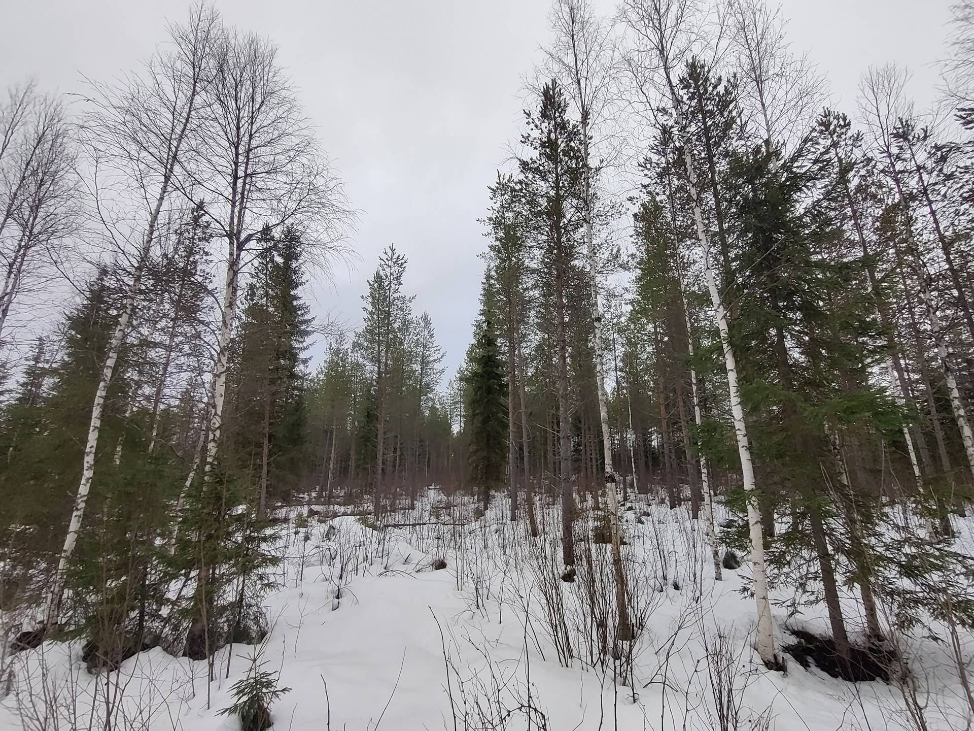 Määräala Viljala 765-407-3-75, Viitaankorven palsta 1