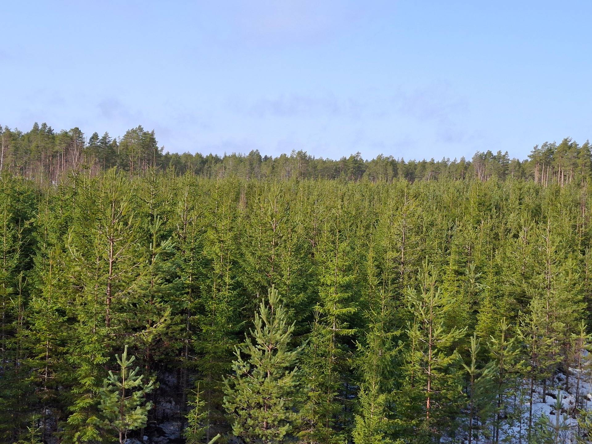 Metsä-Äijö 790-434-14-2 1