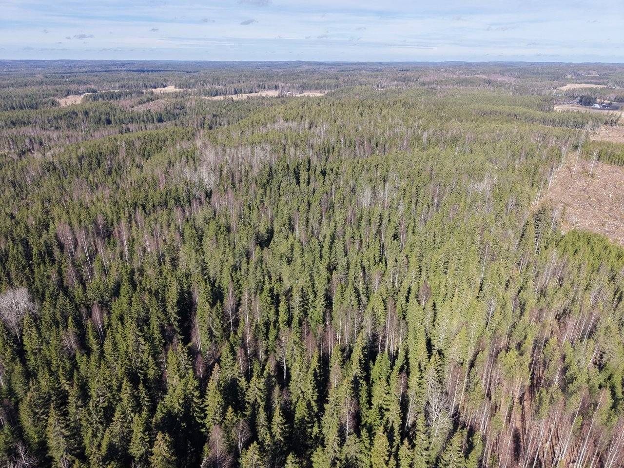 Juupajoki, Pirttikangas, Rinne 1