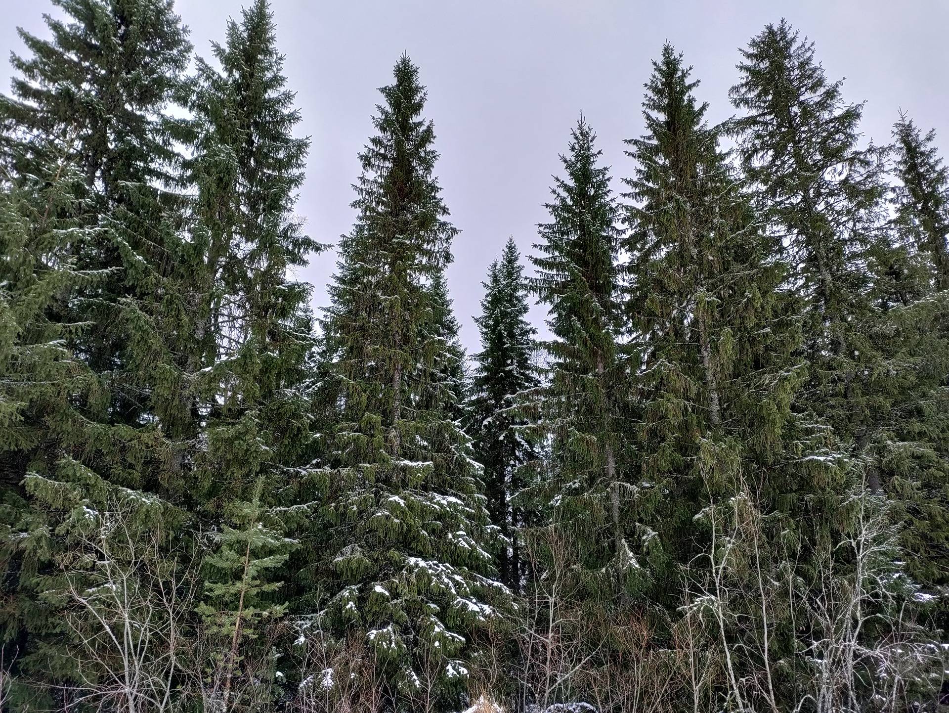 Mattila 678-418-28-26 1