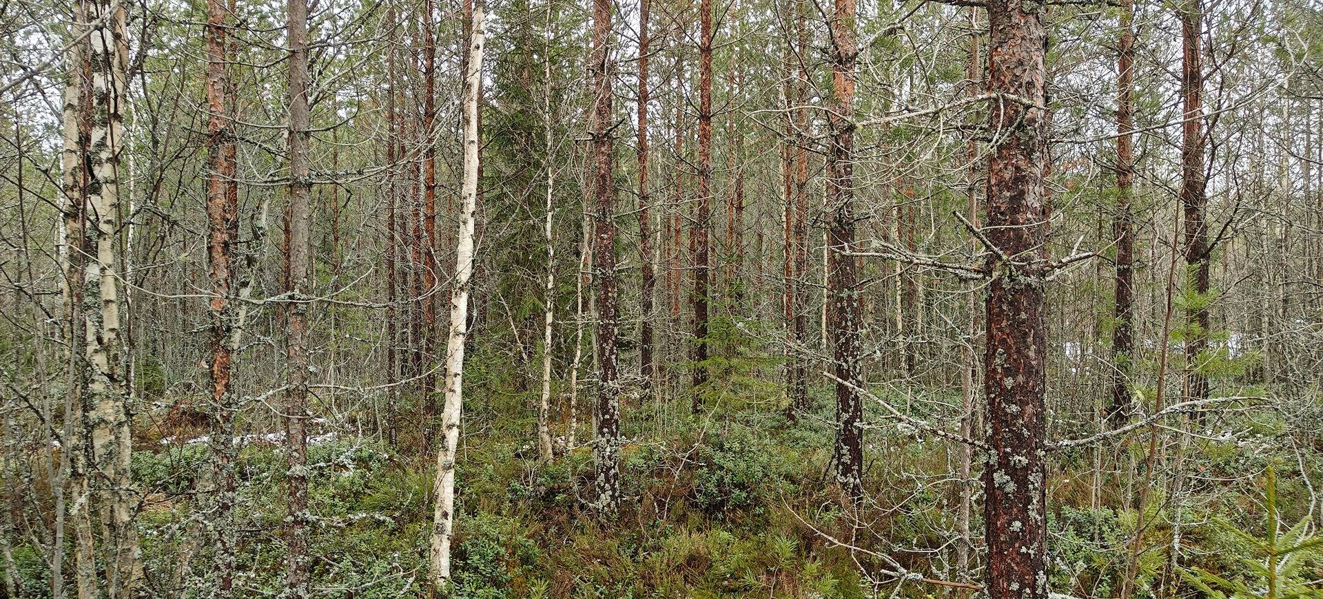 Kuortane, LEPISTÖNMÄKI 300-401-30-424 1