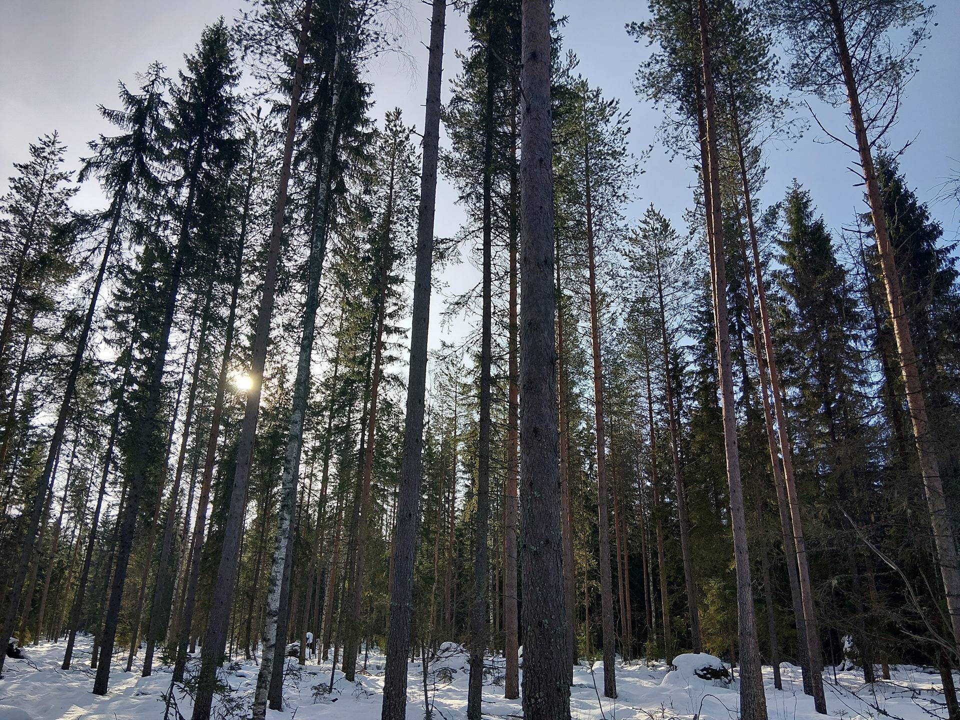 Ahola 263-414-10-1 1