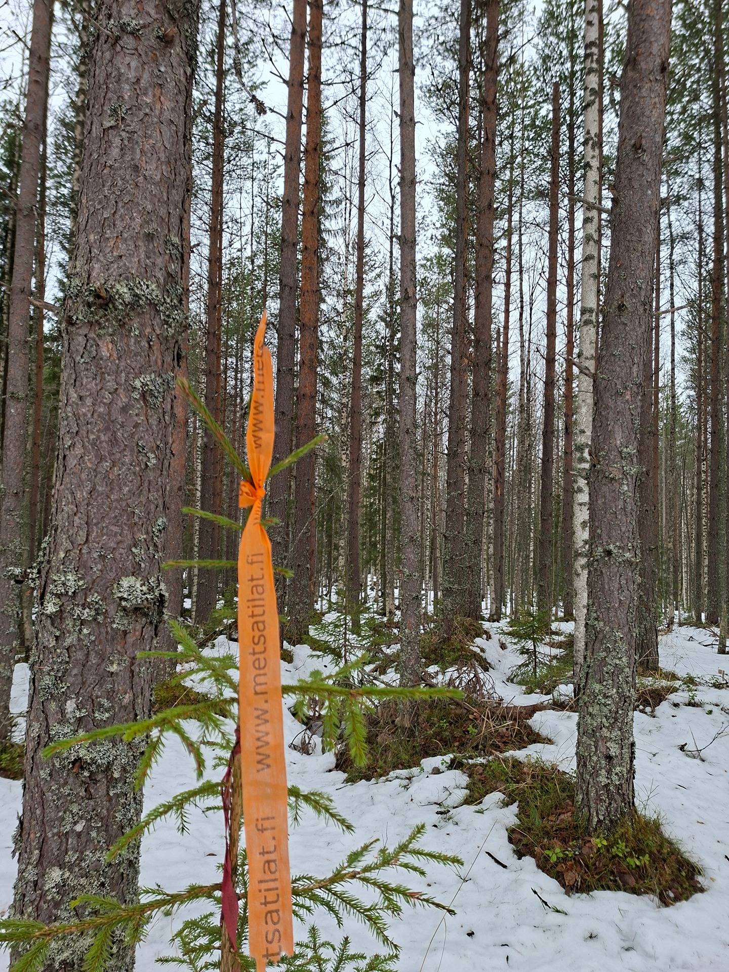 YÖTTÄJÄN PERUKKA 541-420-19-2, Yöttäjä 1