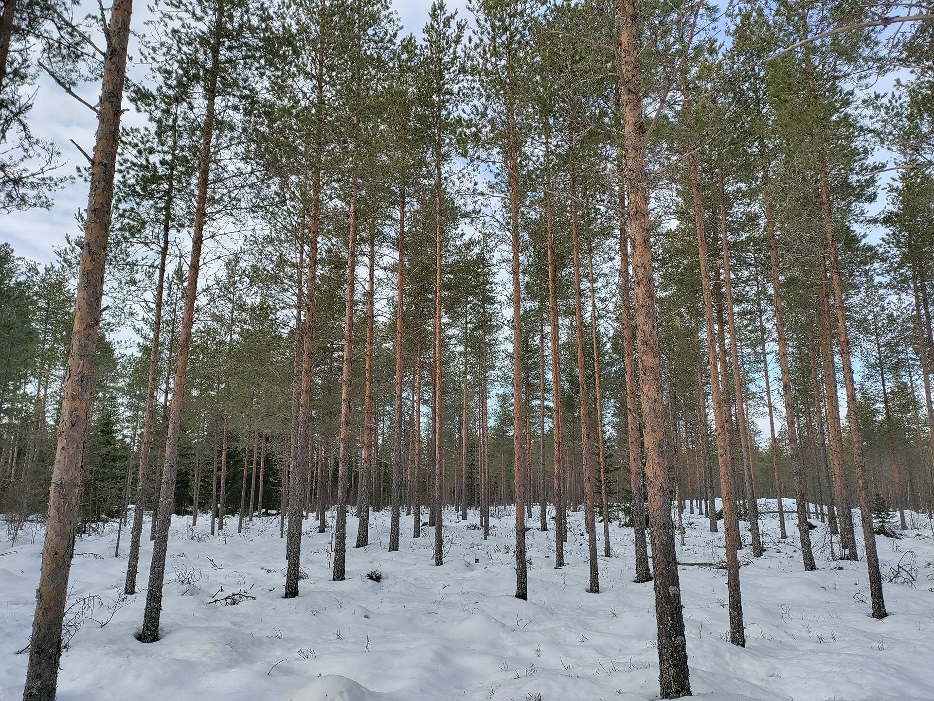 Koivuhaka 208-404-5-30 1