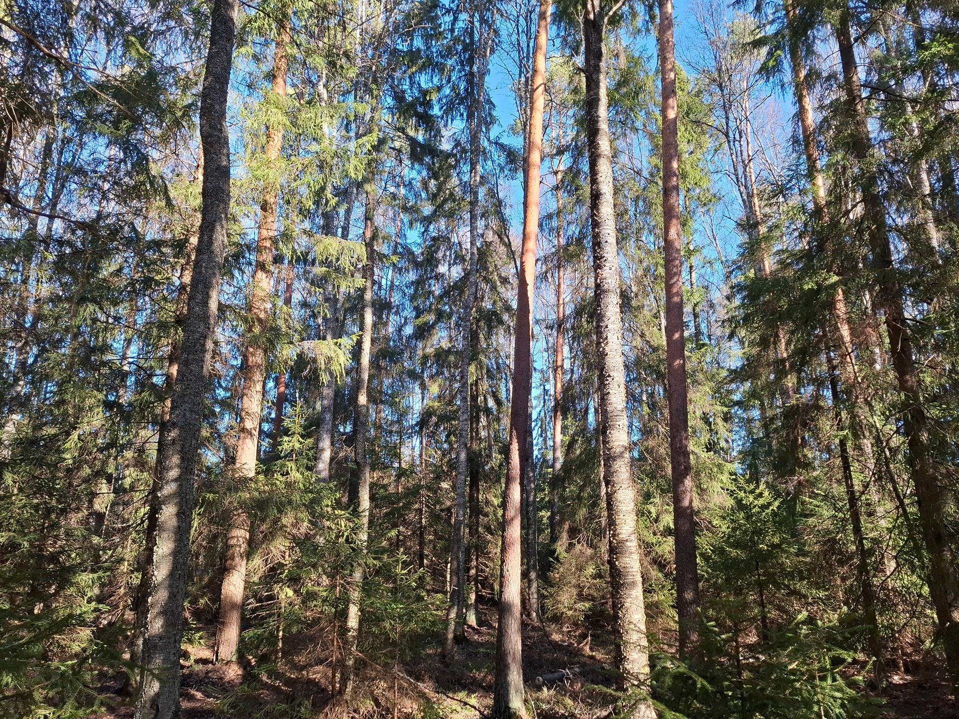 Korpi 790-522-3-99 1