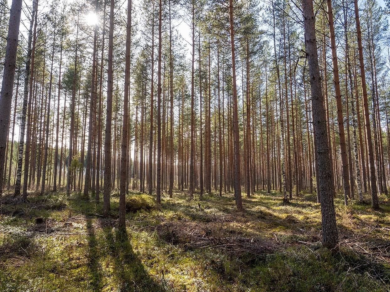 Haukankorpi 739-433-3-19 1