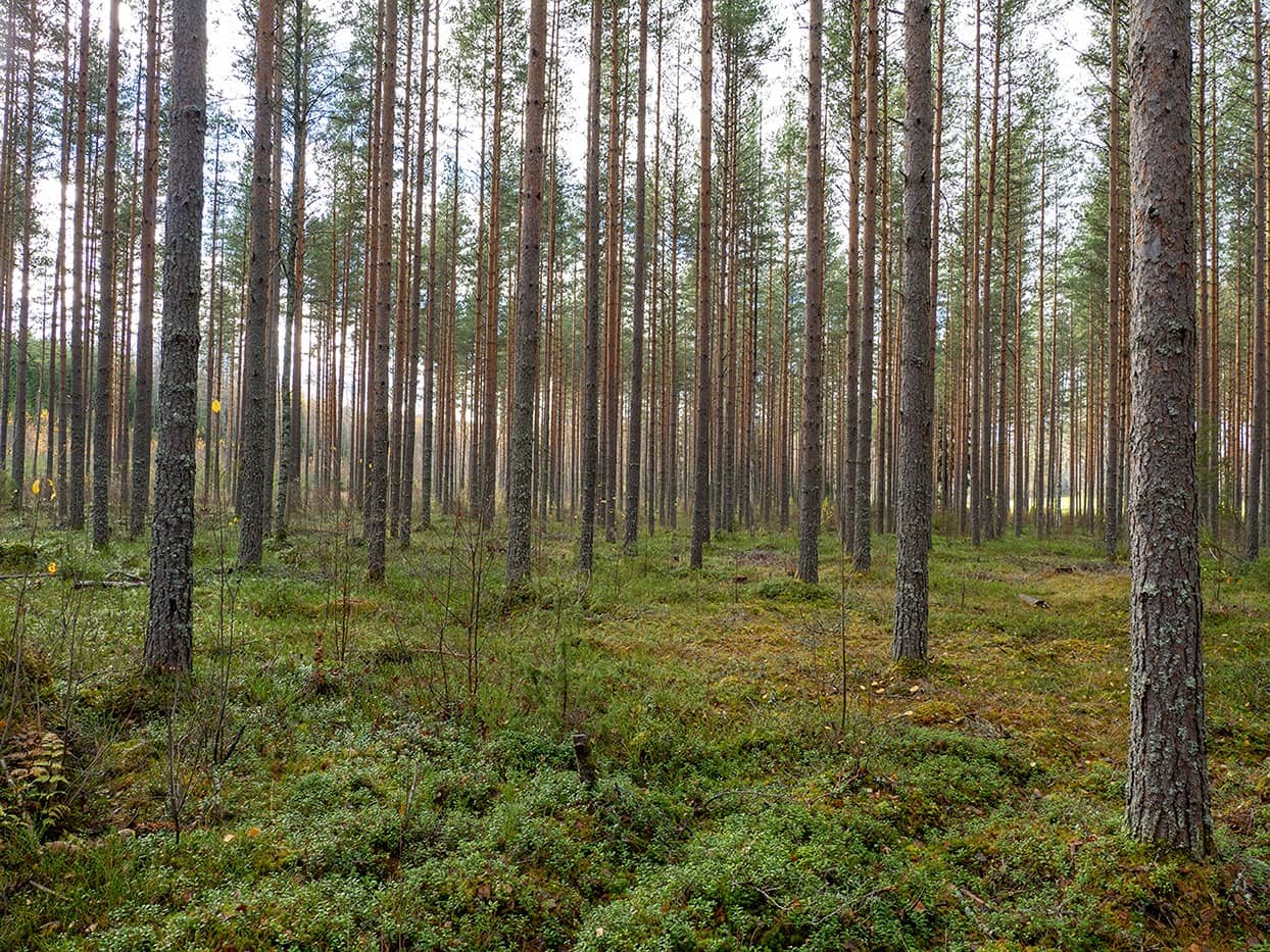 Haukankorpi 739-433-3-19 1