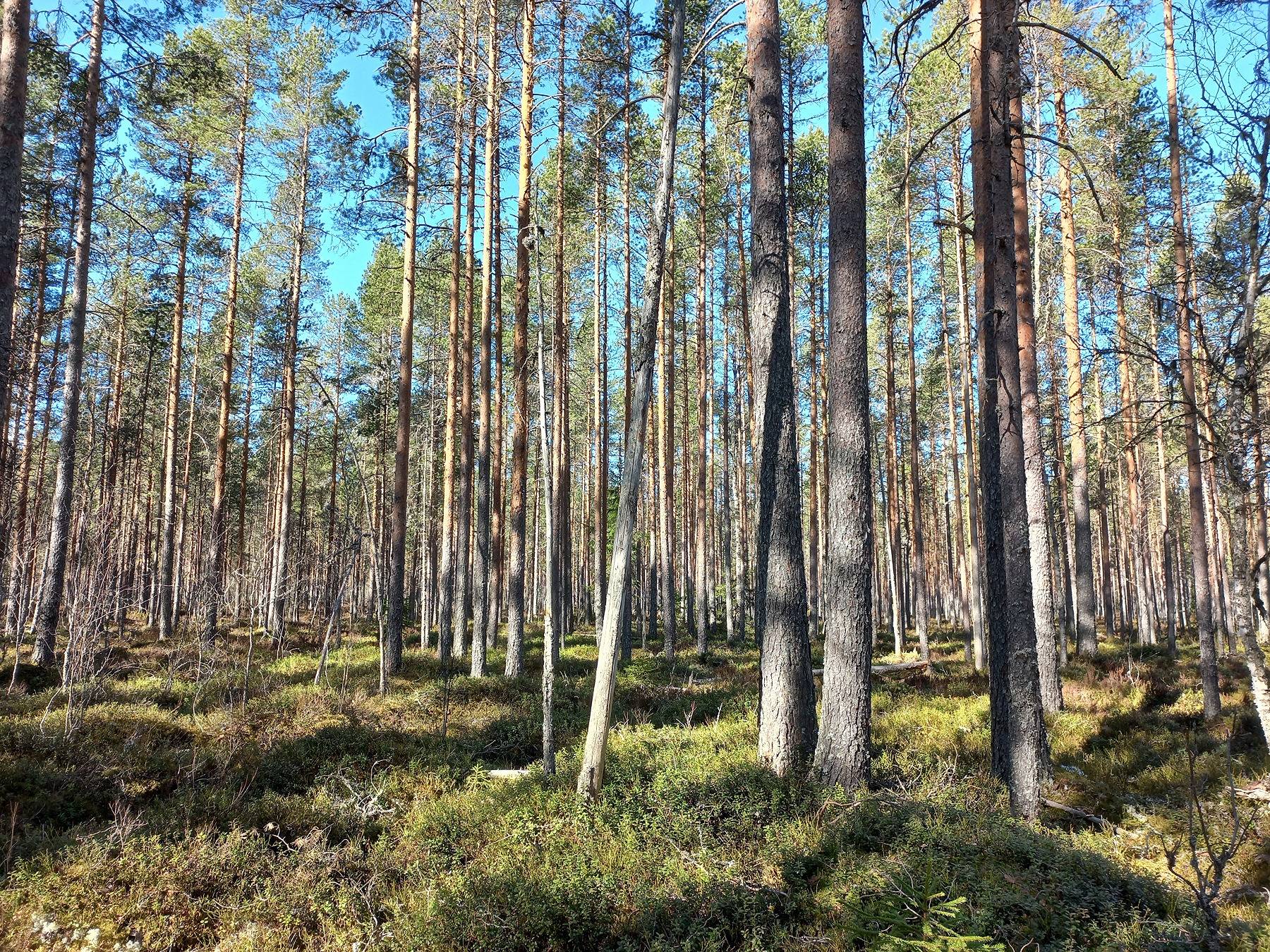 Kaukola, Sahankylä 1