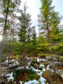 297-485-17-15, RINNEPELTO. 297-485-17-18, PIKKUNOTKO. 297-485-17-16, SALINPERÄ 1