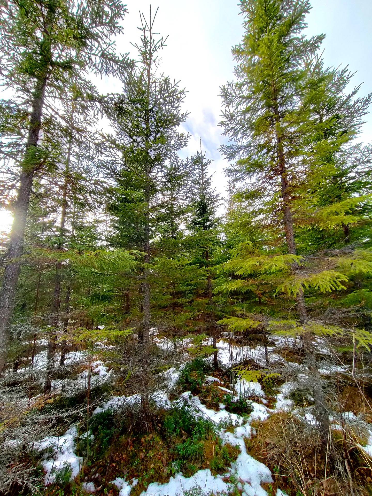 297-485-17-15, RINNEPELTO. 297-485-17-18, PIKKUNOTKO. 297-485-17-16, SALINPERÄ 1