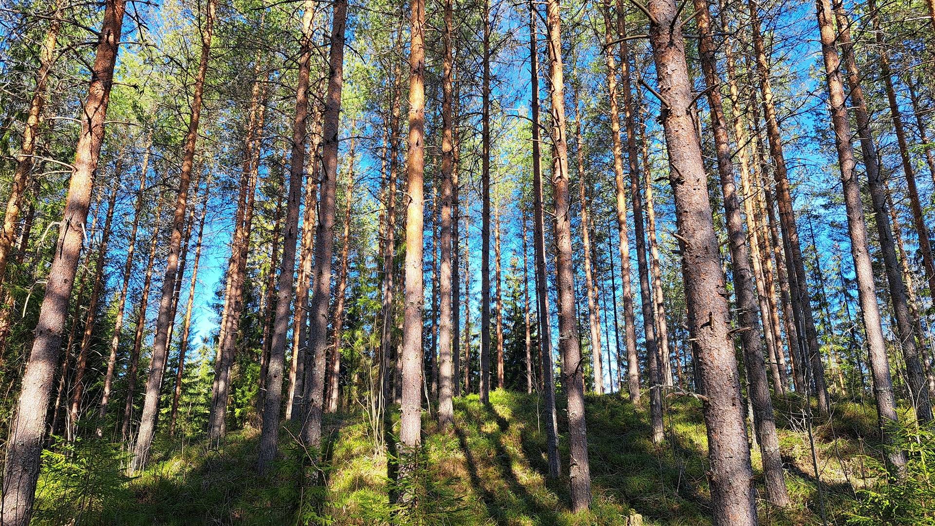 Aurinkoinen 740-586-4-37 1