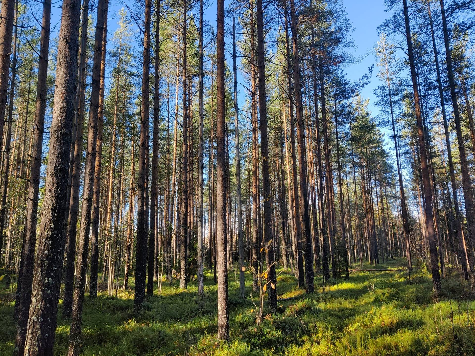 Kaustinen Köyhäjoki Metsätila Pesola 7:12 n. 22,66 ha 1