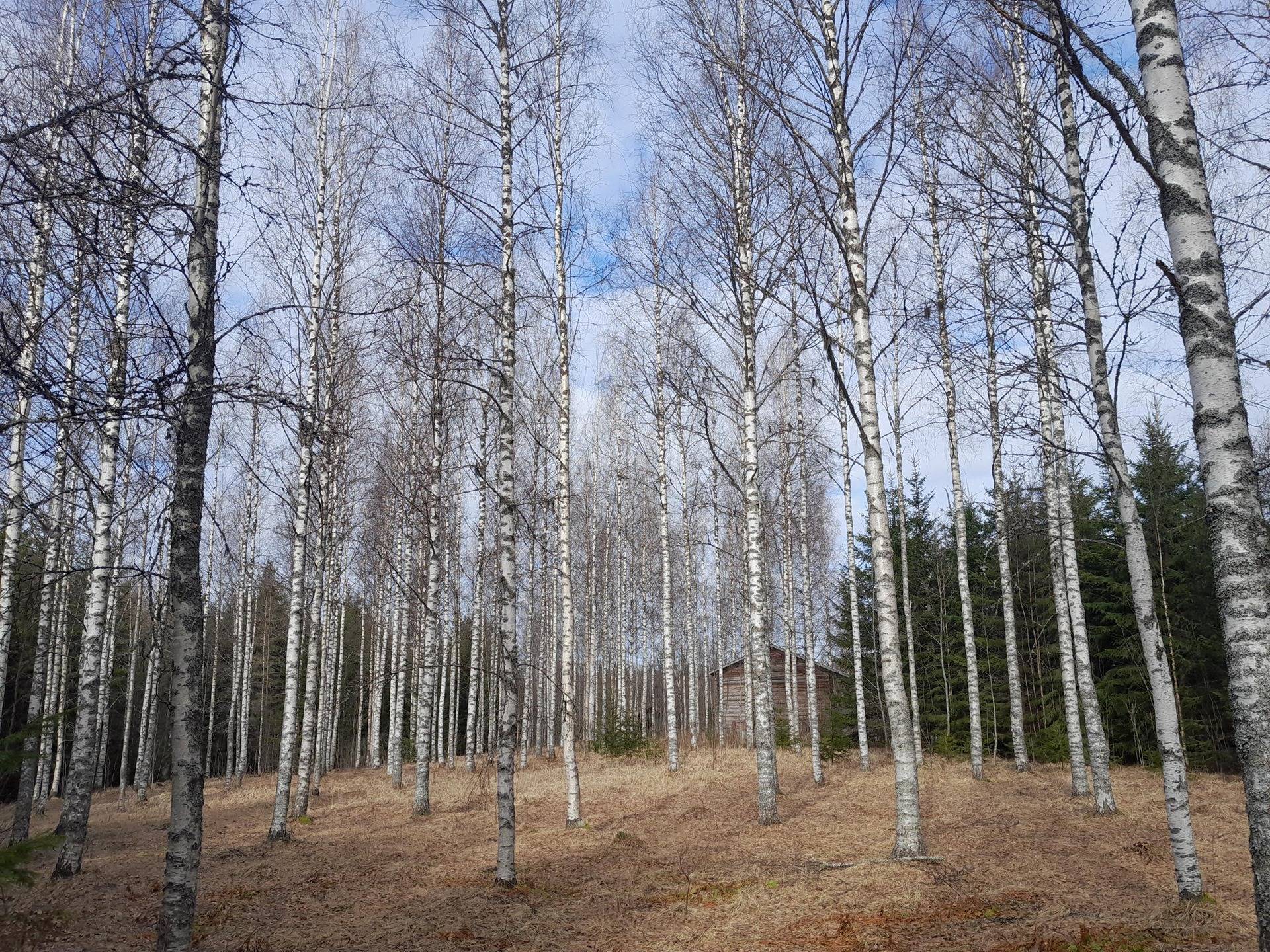 Kotimäki 495-402-4-63 1