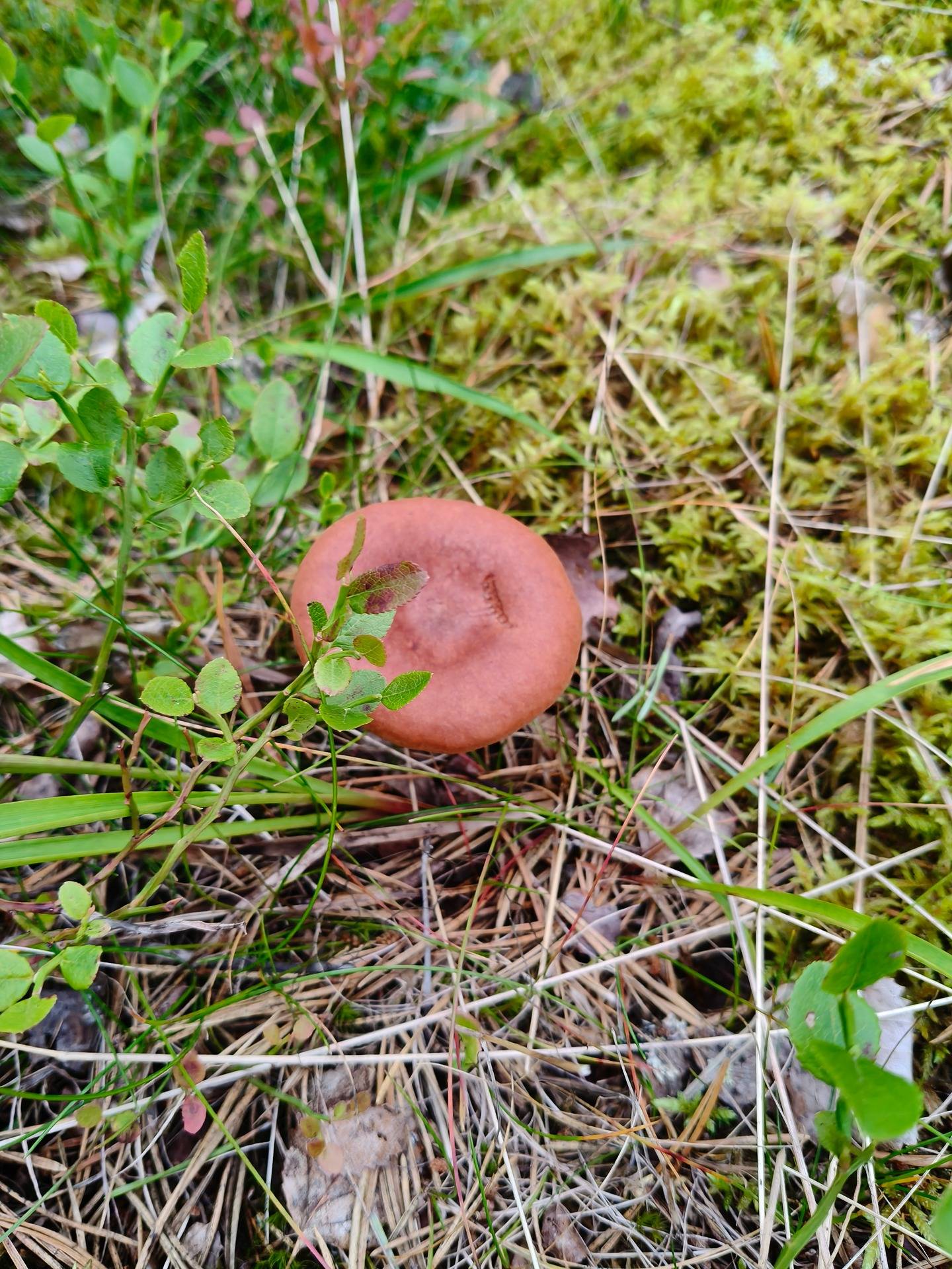 Kuusamon yhteismetsän osuus 1