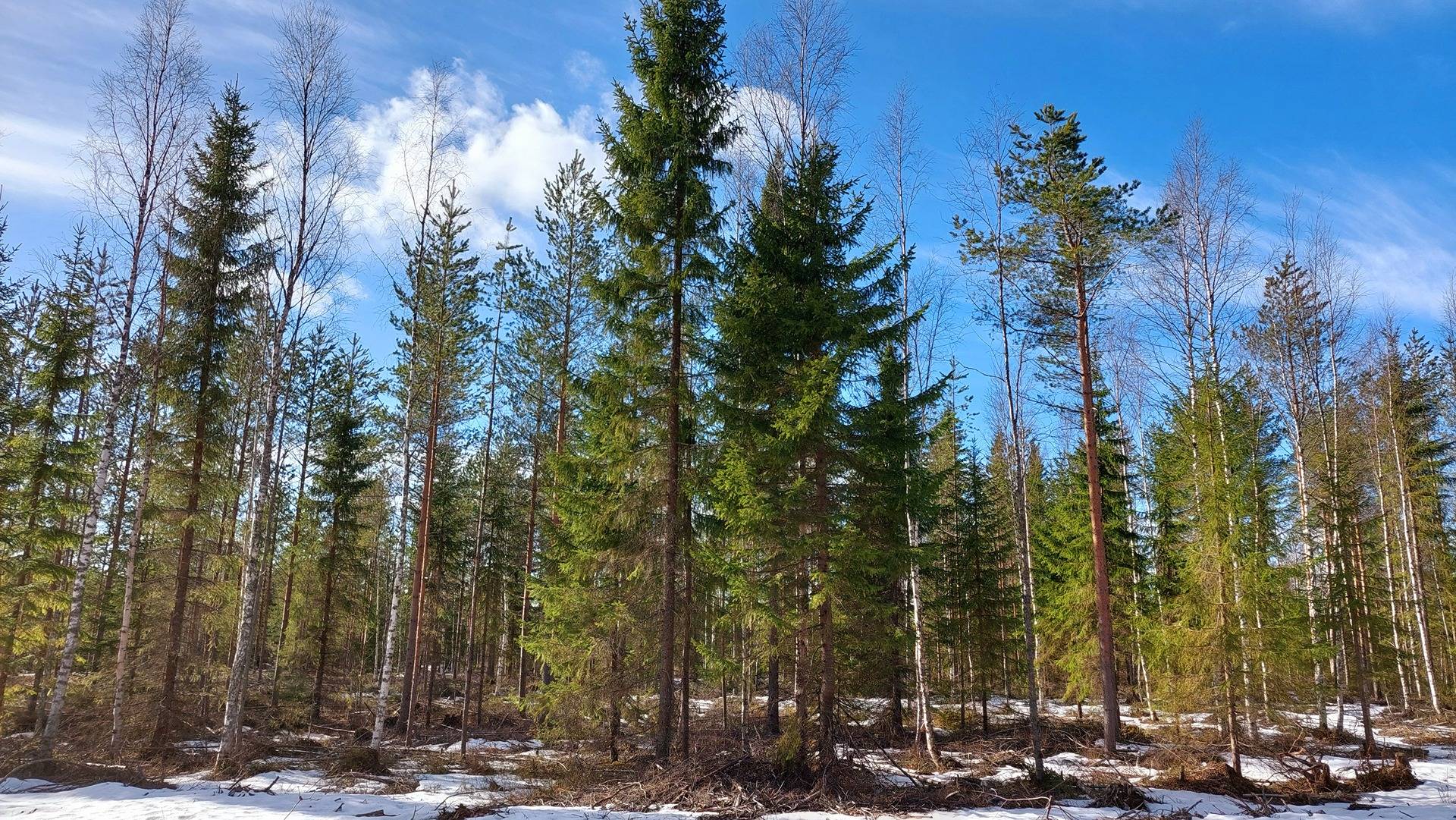 Ylijukuri 564-401-2-304 ja Ylikivari 564-401-2-303 määräalat 1