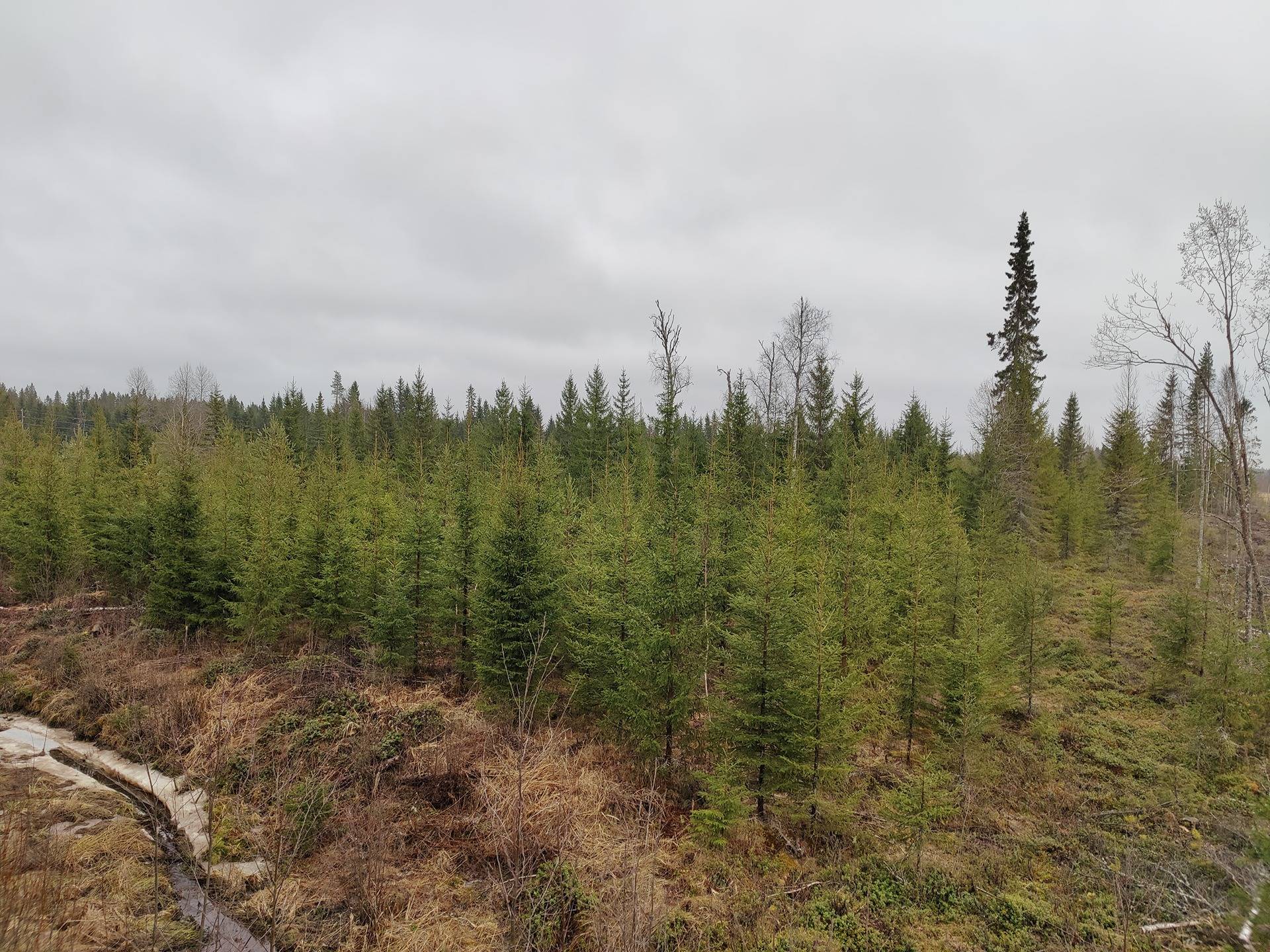 977-404-1-80 NISKALA, Hautakangas 1