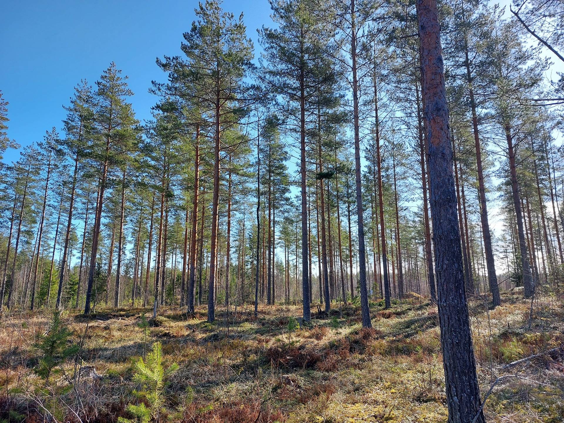 Korpela 700-469-7-95, määräala 1