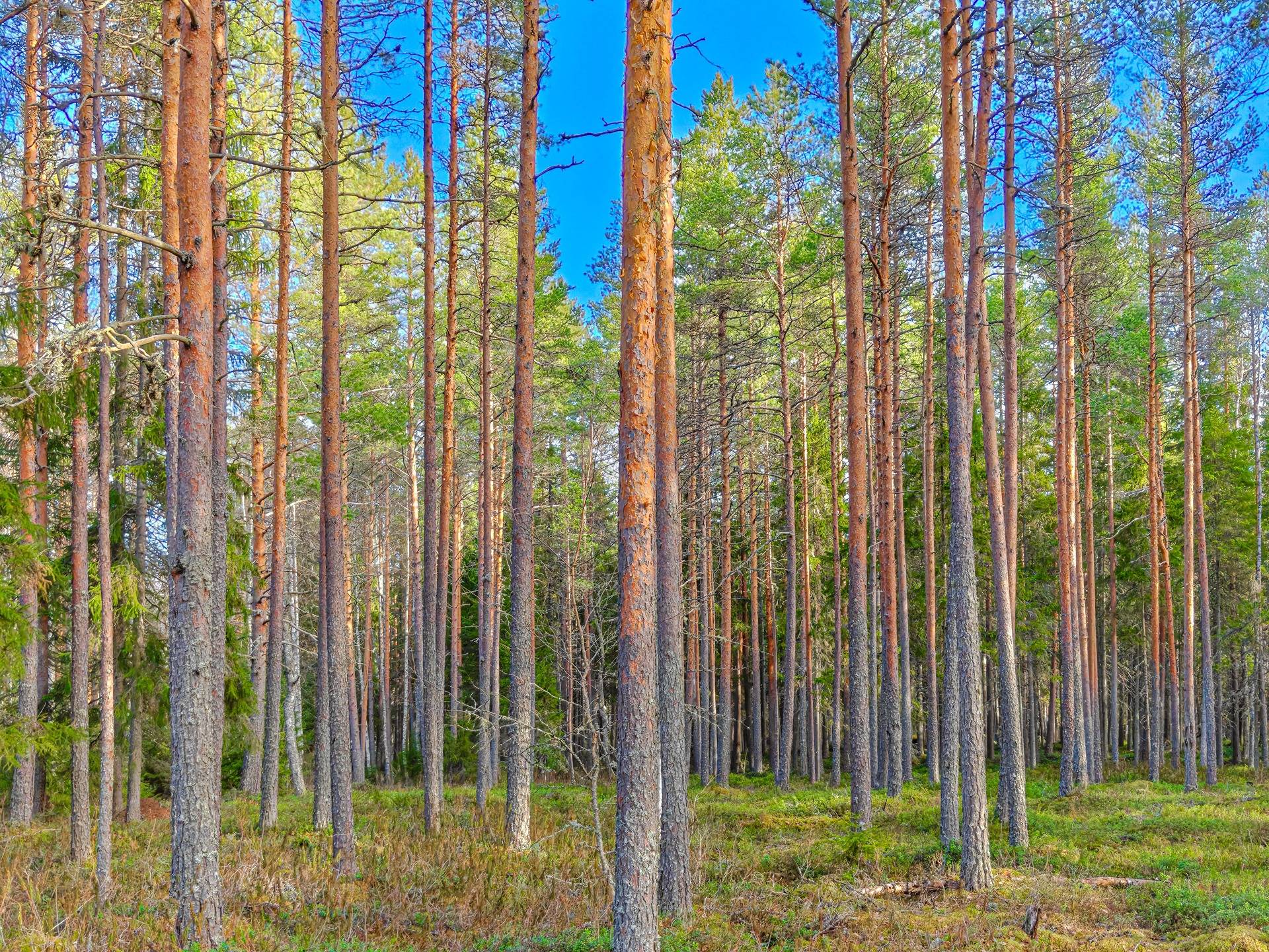 Lapua, Kauhajärvi, Riita-aho, Oja 408-409-4-143 (määräala) 1