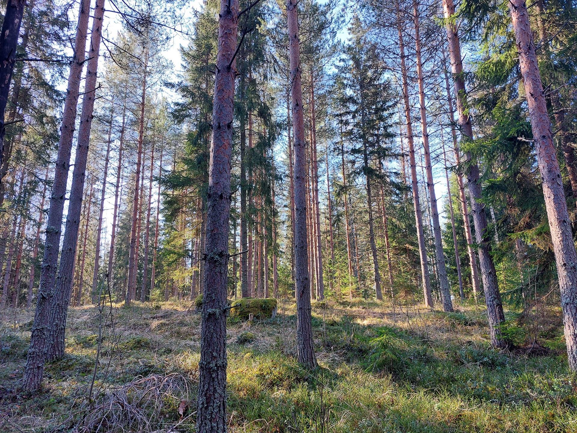 Tuomaanvaara 416-437-1-45 1