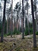 Alho I 7:76, määräala 1