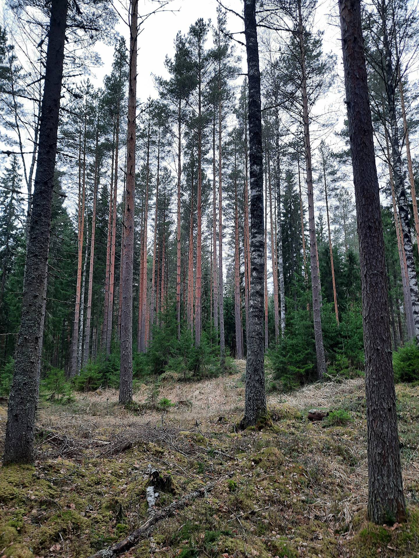 Alho I 7:76, määräala 1