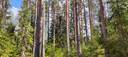 Metsätila rakennuksilla Pomarkussa, Rimpelä 1