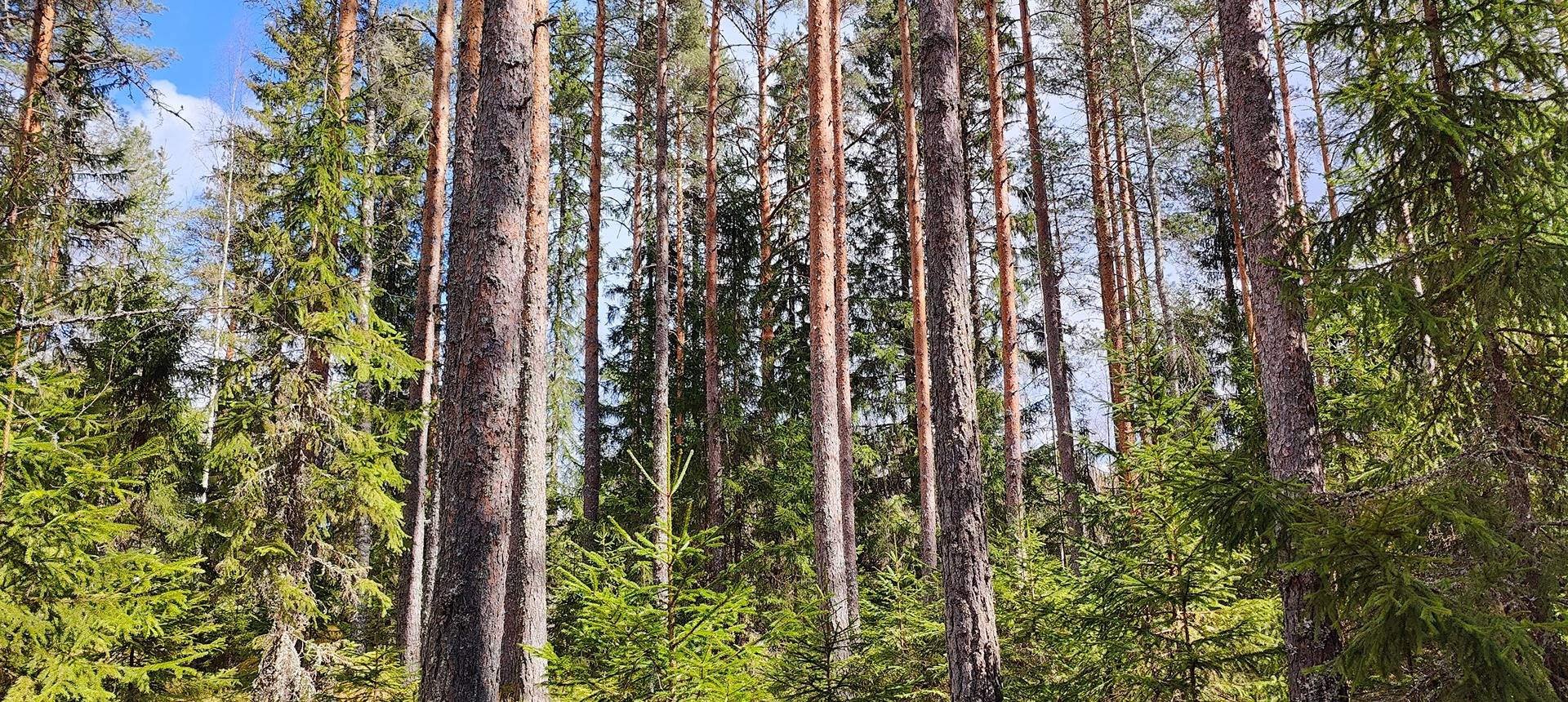Metsätila rakennuksilla Pomarkussa, Rimpelä 1