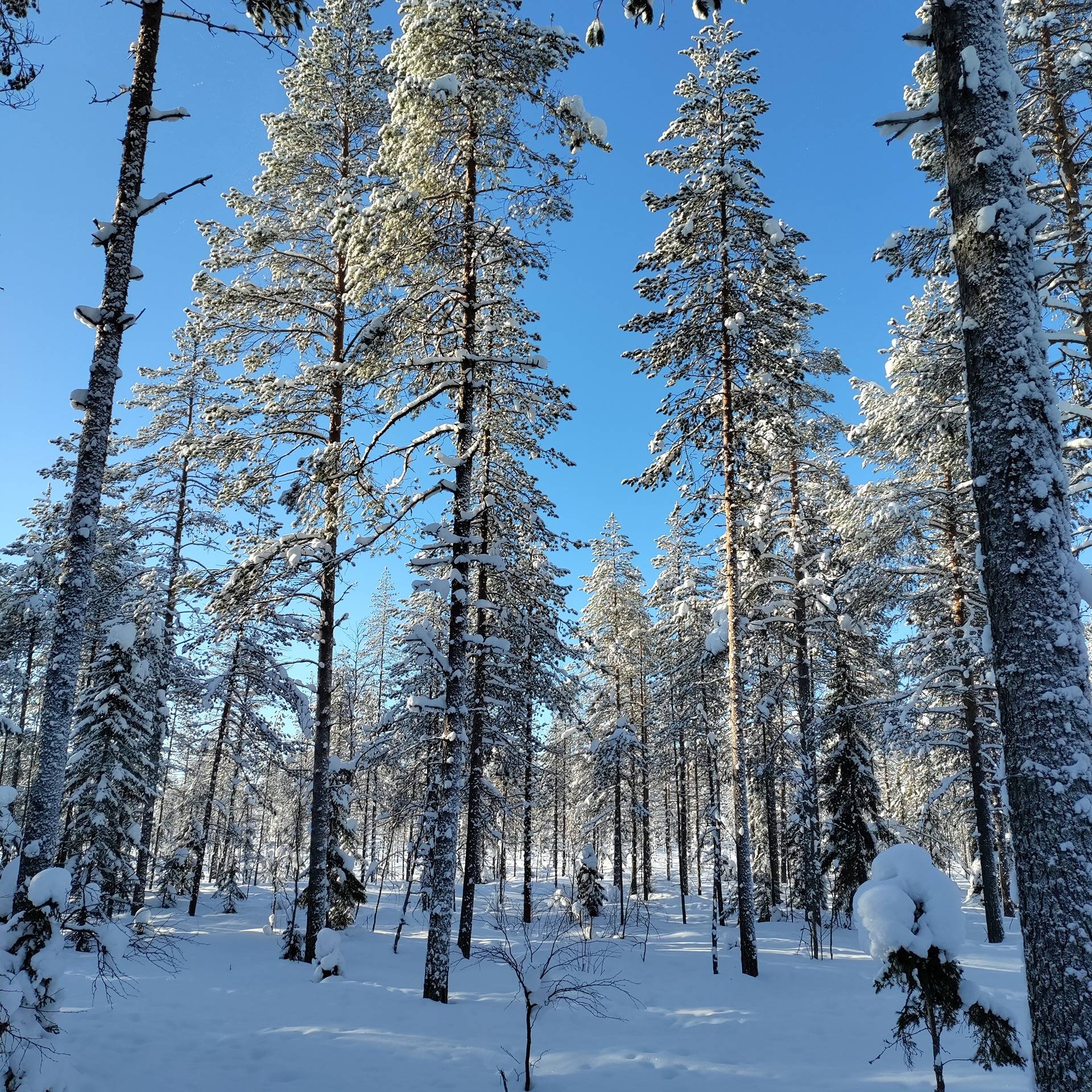 Kuusamon yhteismetsä osuus 0,024800 1