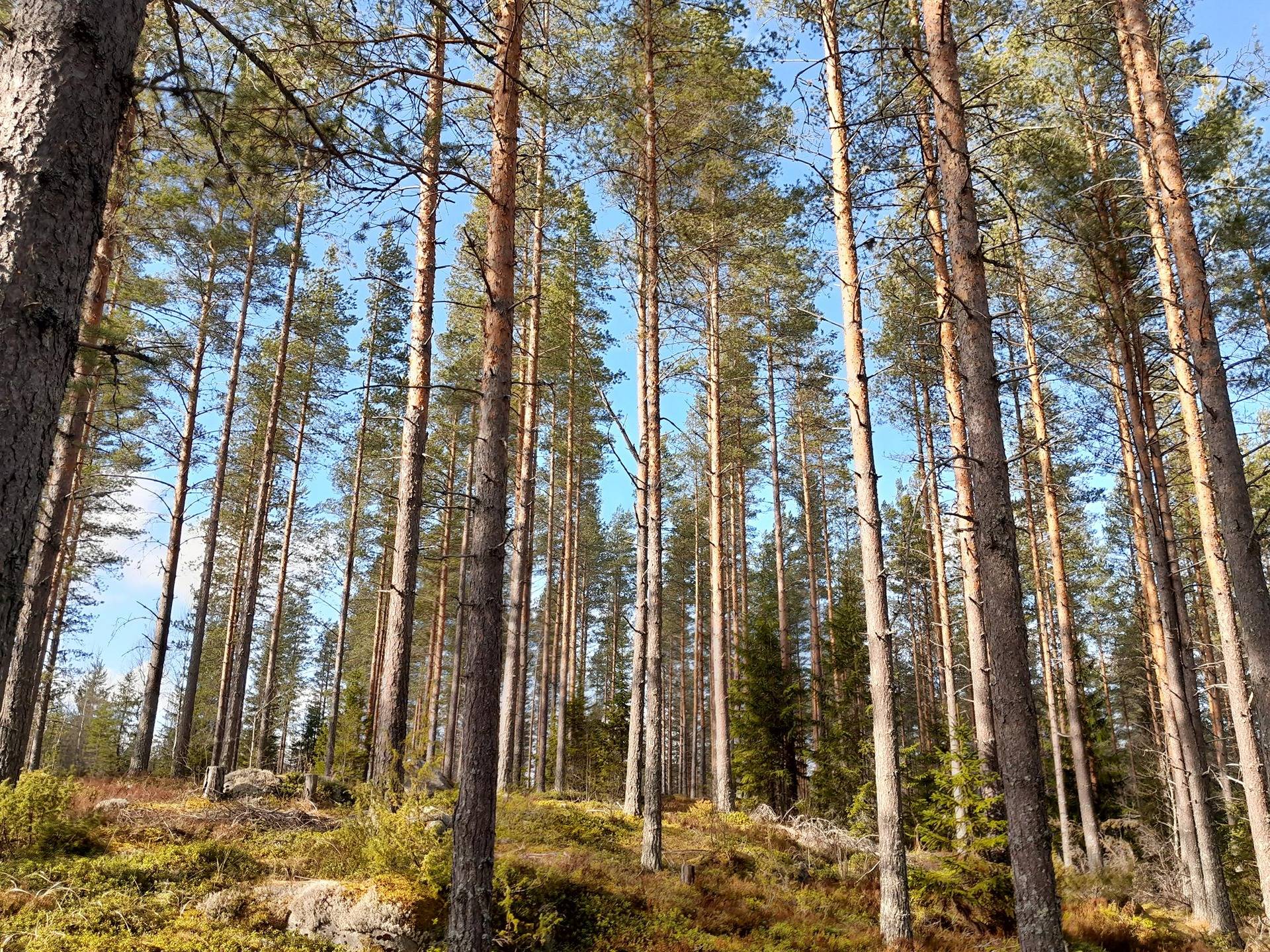 Vekurinjoki 495-402-4-61, Koskela 495-402-2-7 ja Kalettoman niitty 495-402-4-66 1