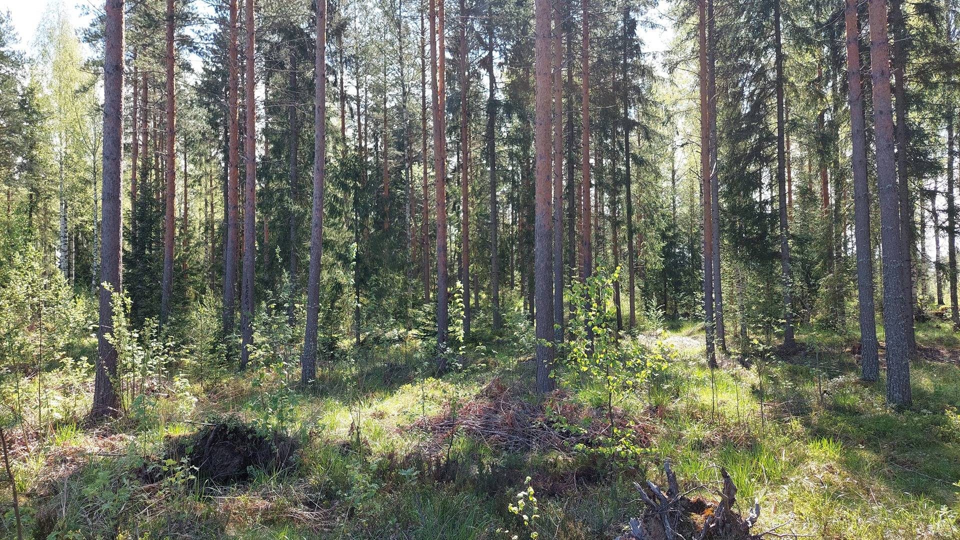 Kansikuva kohteelle Määräala Kansseli 831-448-10-2