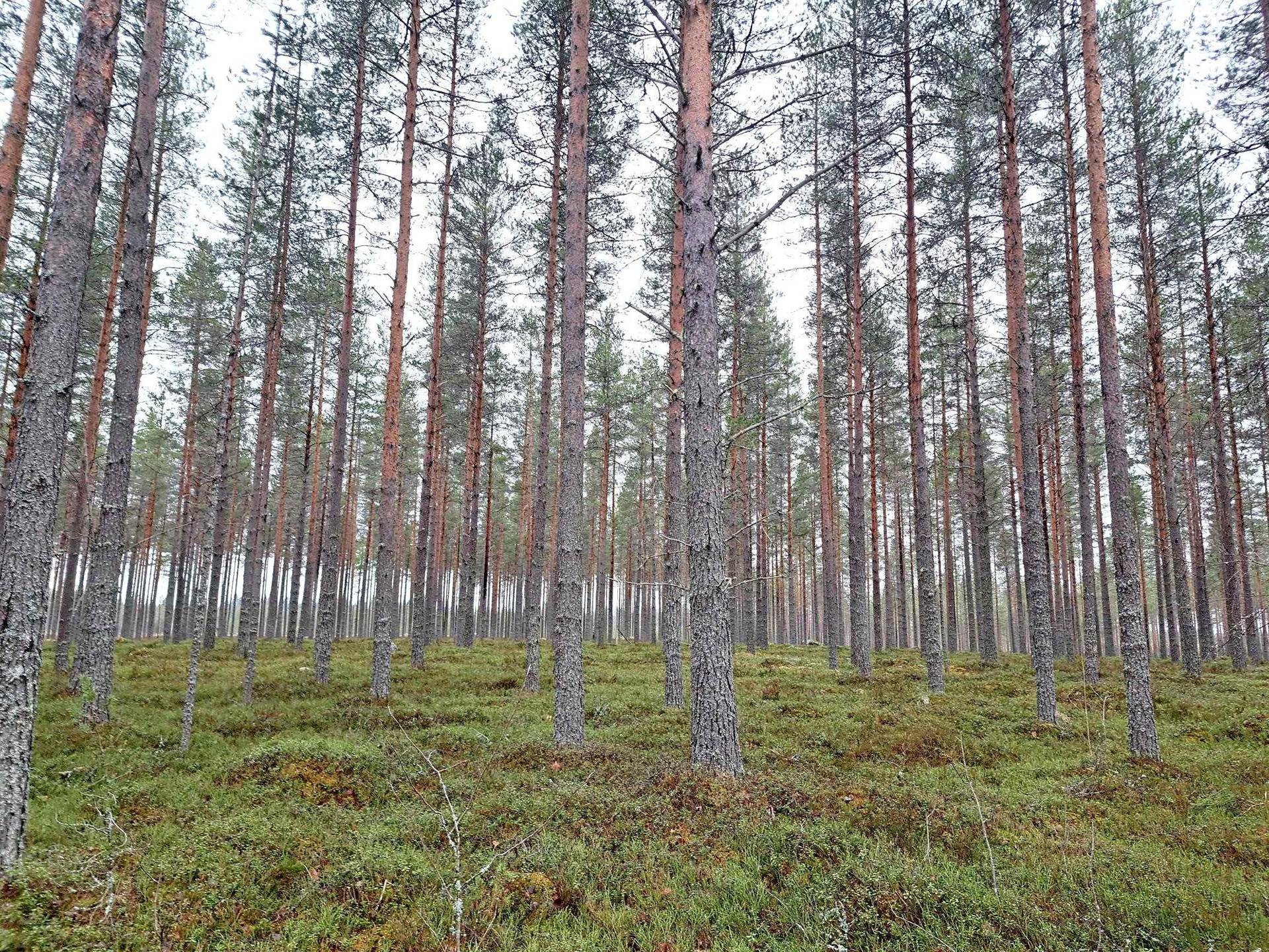 Ylipelto 791-435-9-145, Kivihaka 791-435-7-72 1