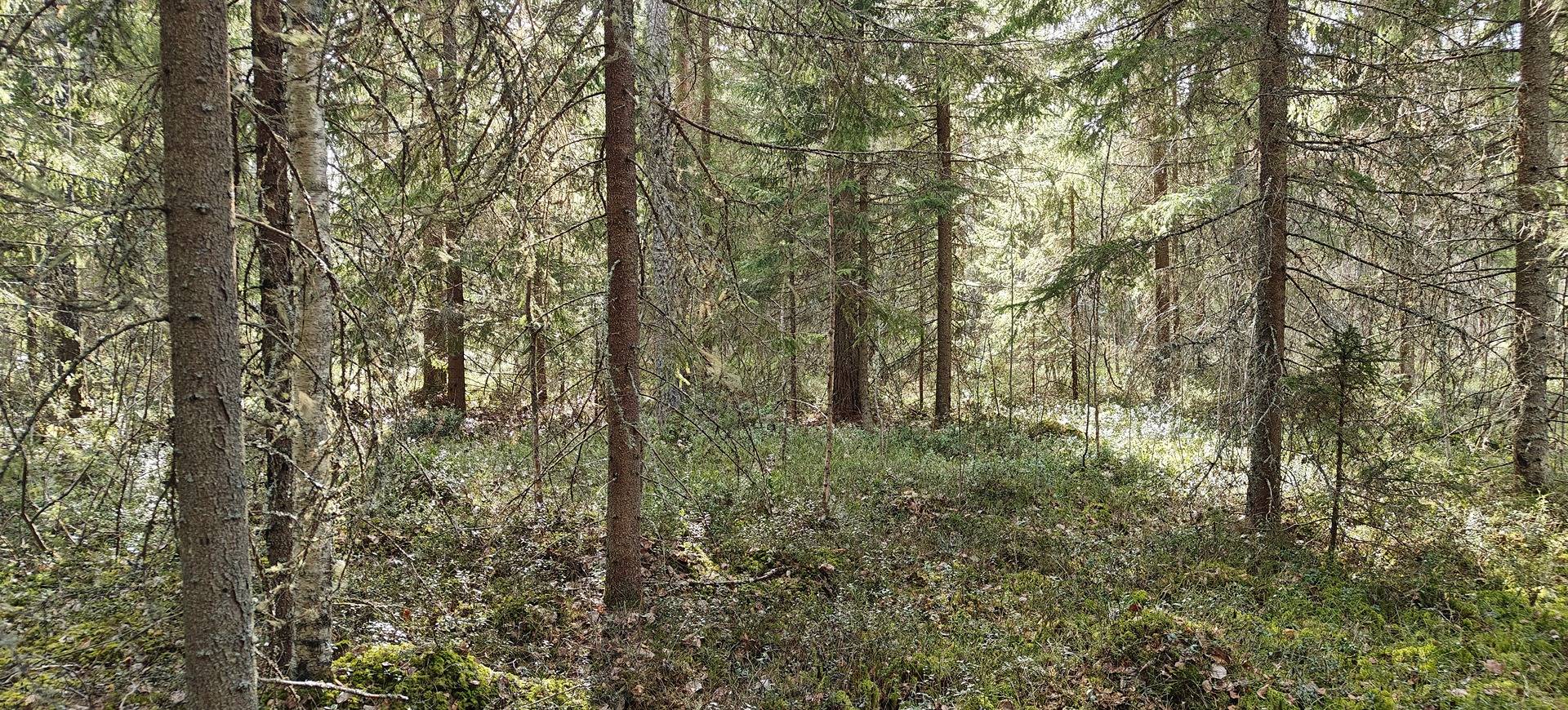 Alavus, KOURALA 10-405-20-114 1