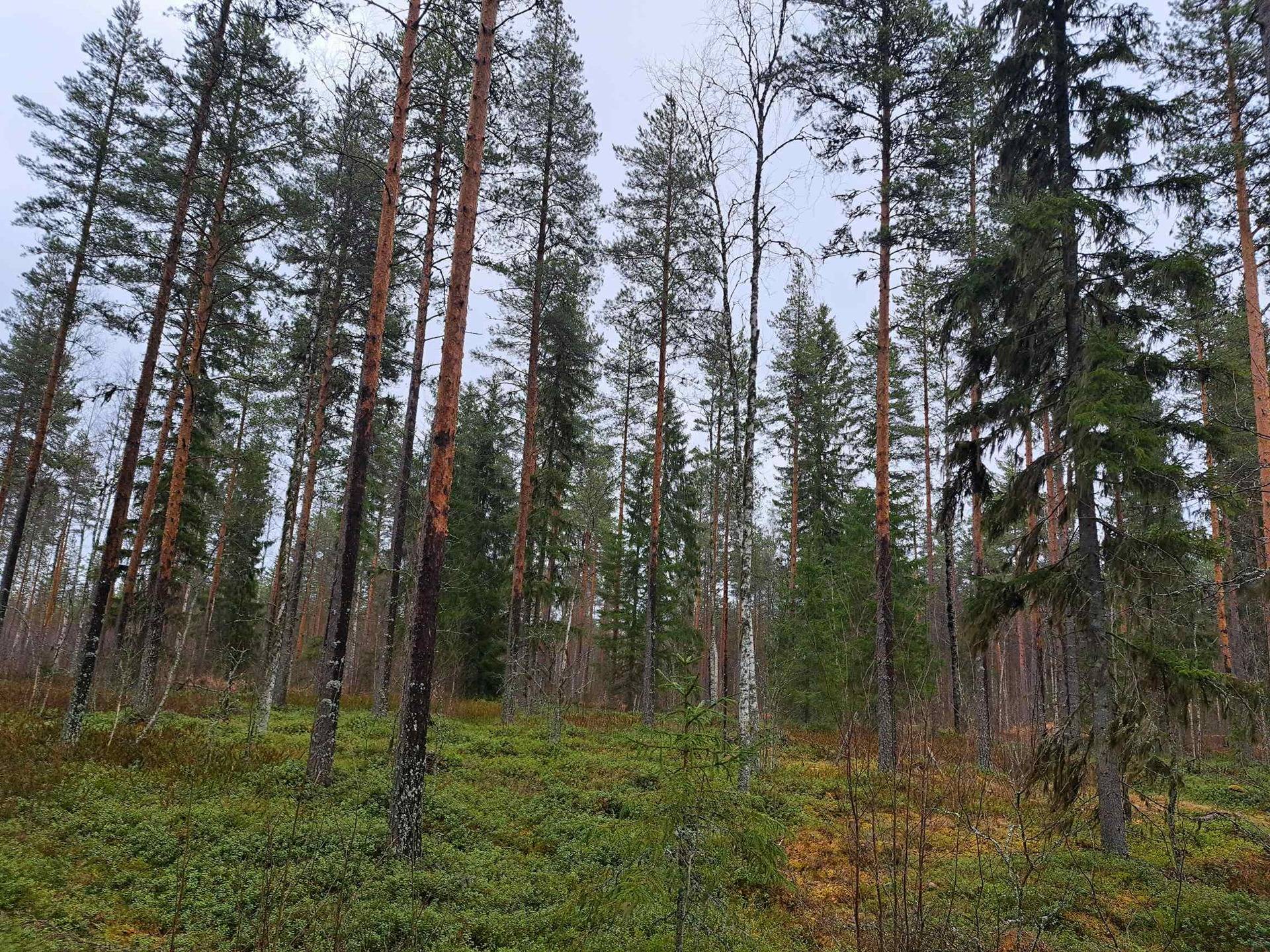 Tuomaala 791-435-7-52 1