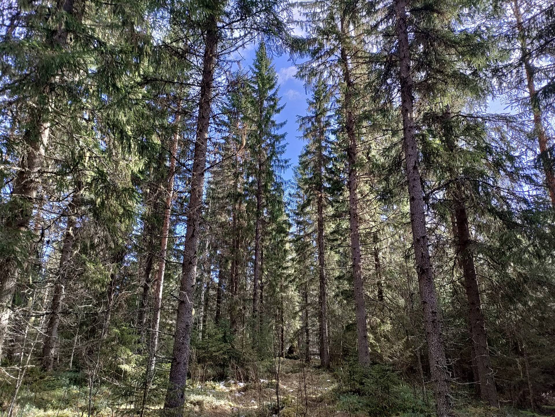 Kujala 483-404-9-119 1