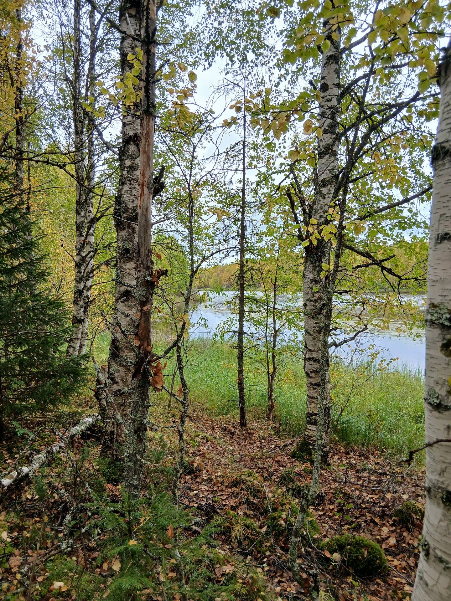 Severijoen Isokoivu 320-411-25-16 ja Kemijärven yhteismetsäosuus 1
