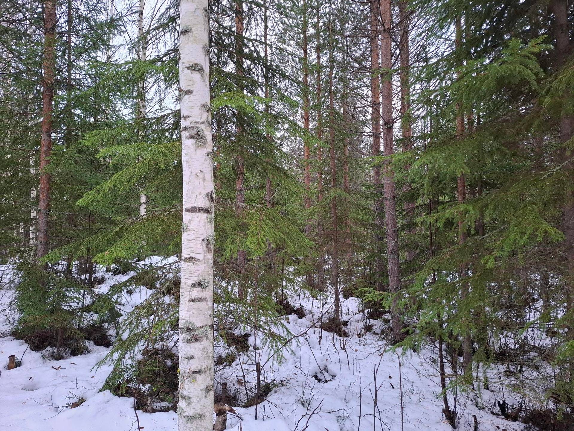 KALLIOSUO 426-404-16-42, Leppälahti 1