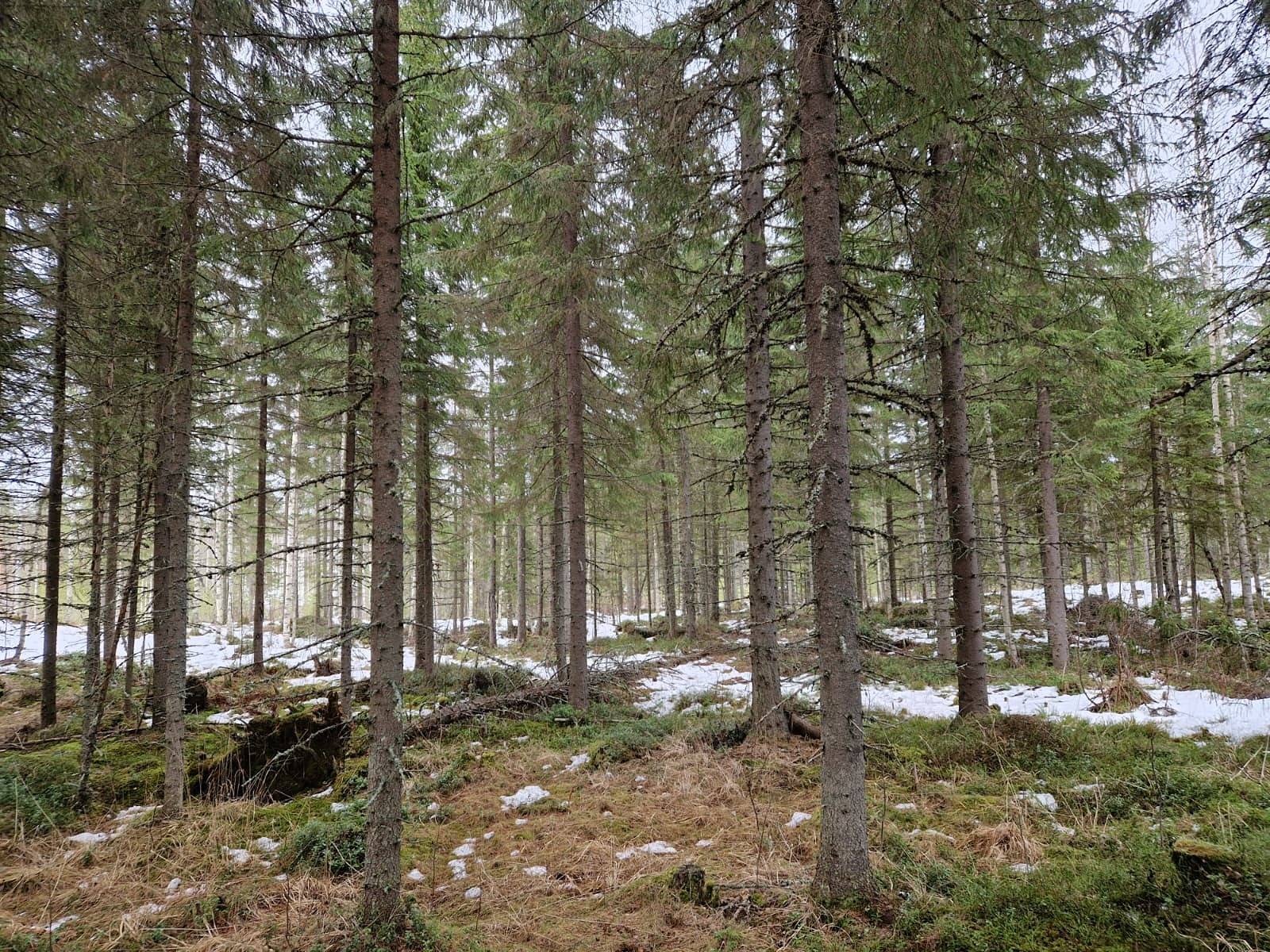 METSÄLÄ 167-423-4-24, Syrjävaara 1