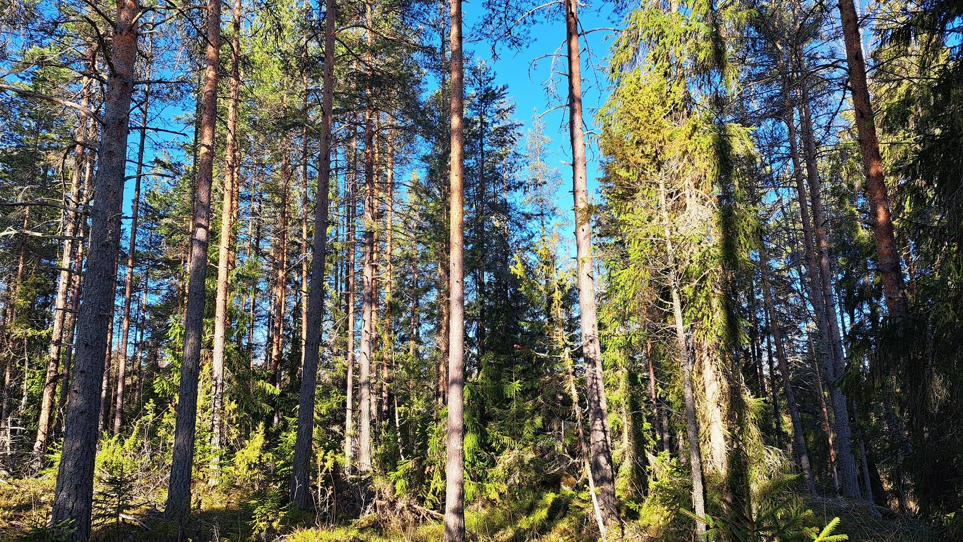 Kuomun palsta 681-410-9-56 1