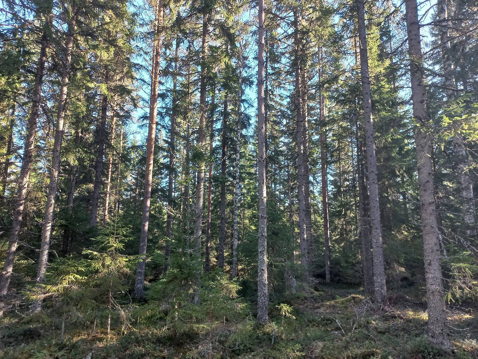 Metsäpalsta, Korpikylä 1