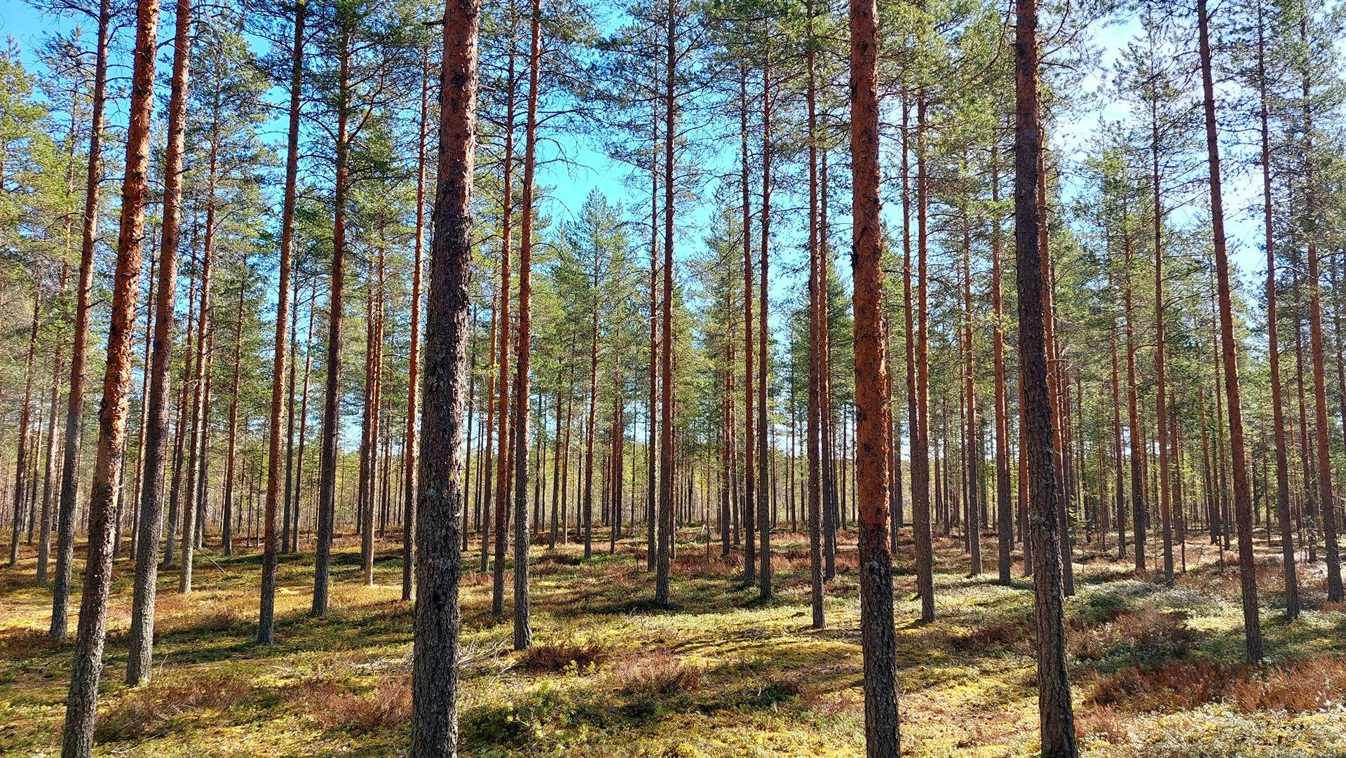 Lehtola 564-421-16-9 Jakkurannalla 1