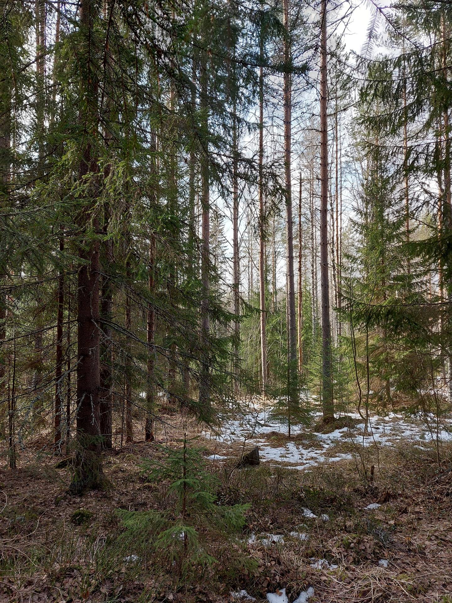 915-429-3-76 Vehkaranta 1