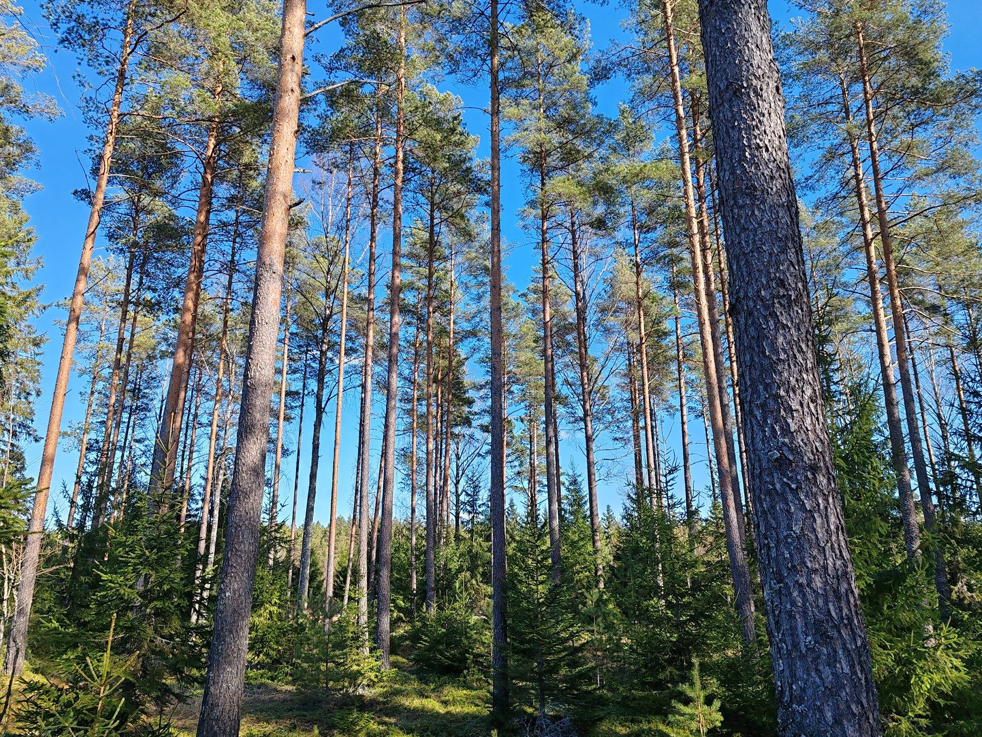 Metsämääräala tilasta Alho 1:11, noin 8,25 ha, Salo, Yttelä 1