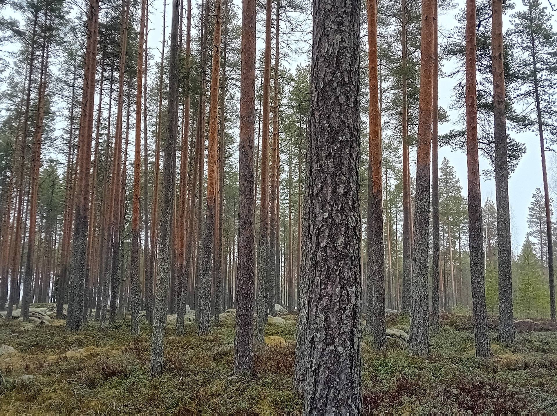 Jalasjärvi Kortesmäki 164-416-16-25 1