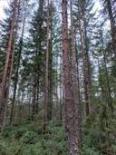 Jalasjärvi Petäjä 164-404-2-338 (määräala) 1