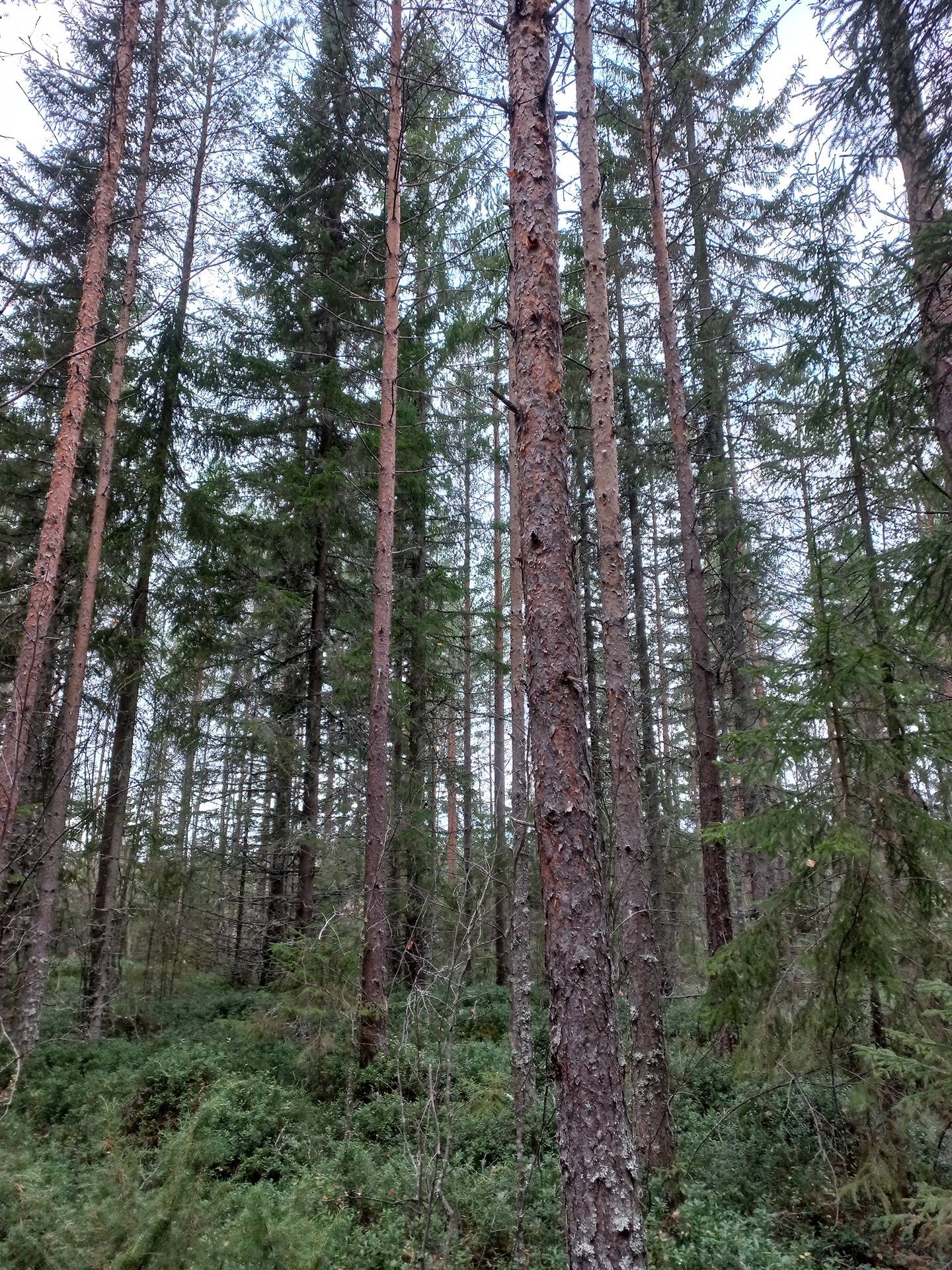 Jalasjärvi Petäjä 164-404-2-338 (määräala) 1