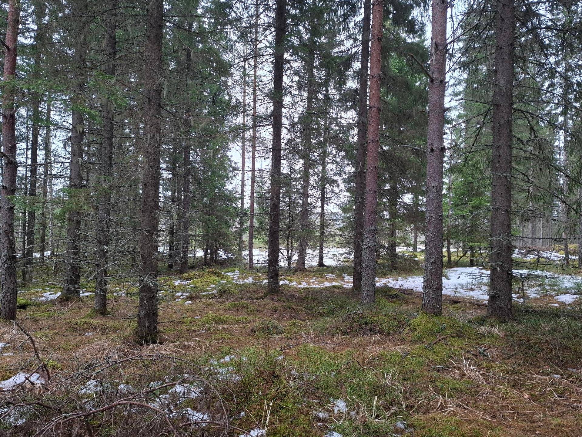 KANKAANRANTA 167-410-2-15, Tervasuo 1