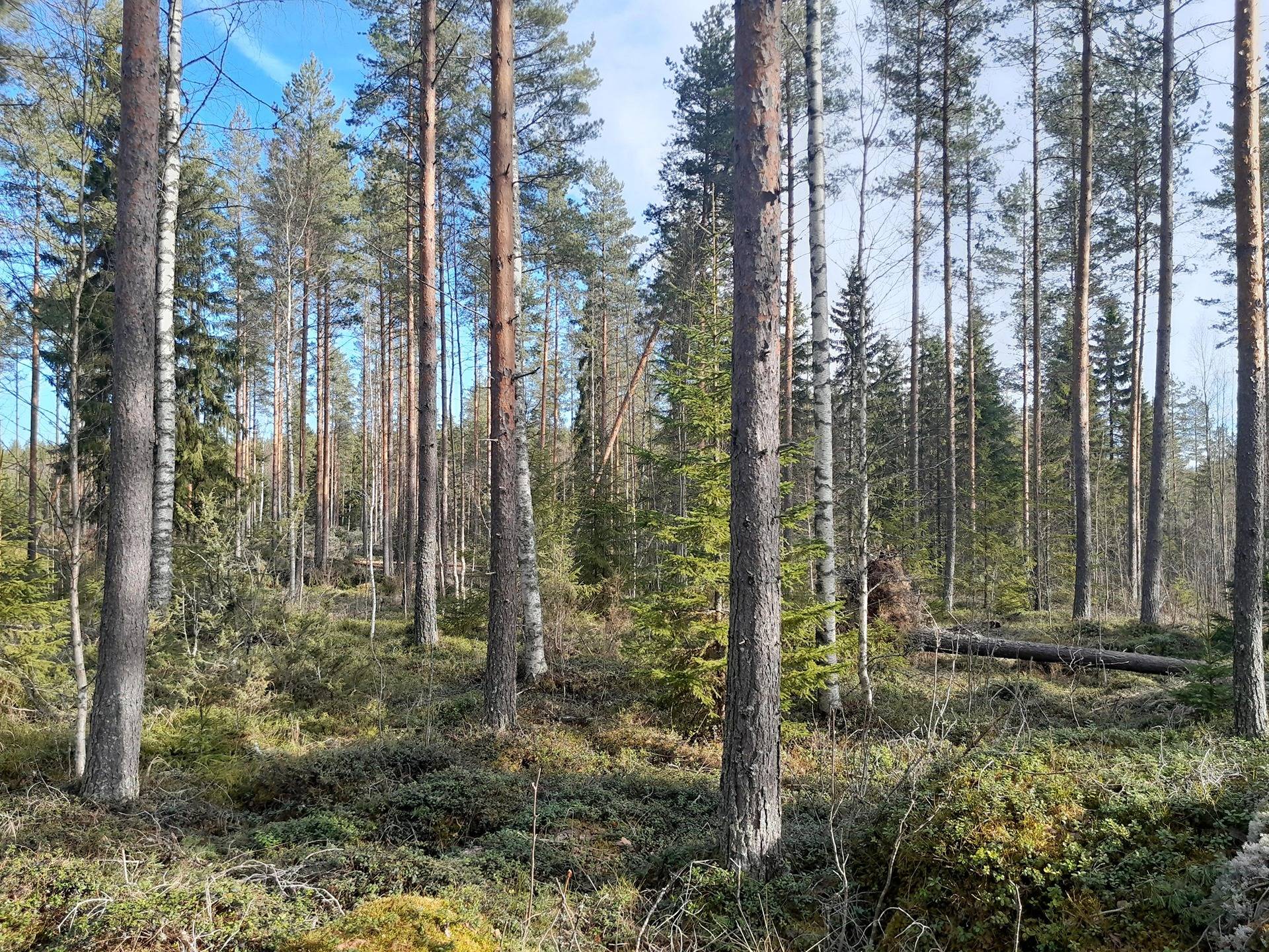 Jalasjärvi Säästölä 164-404-1-106 ja Säästömäki 164-404-1-107 1