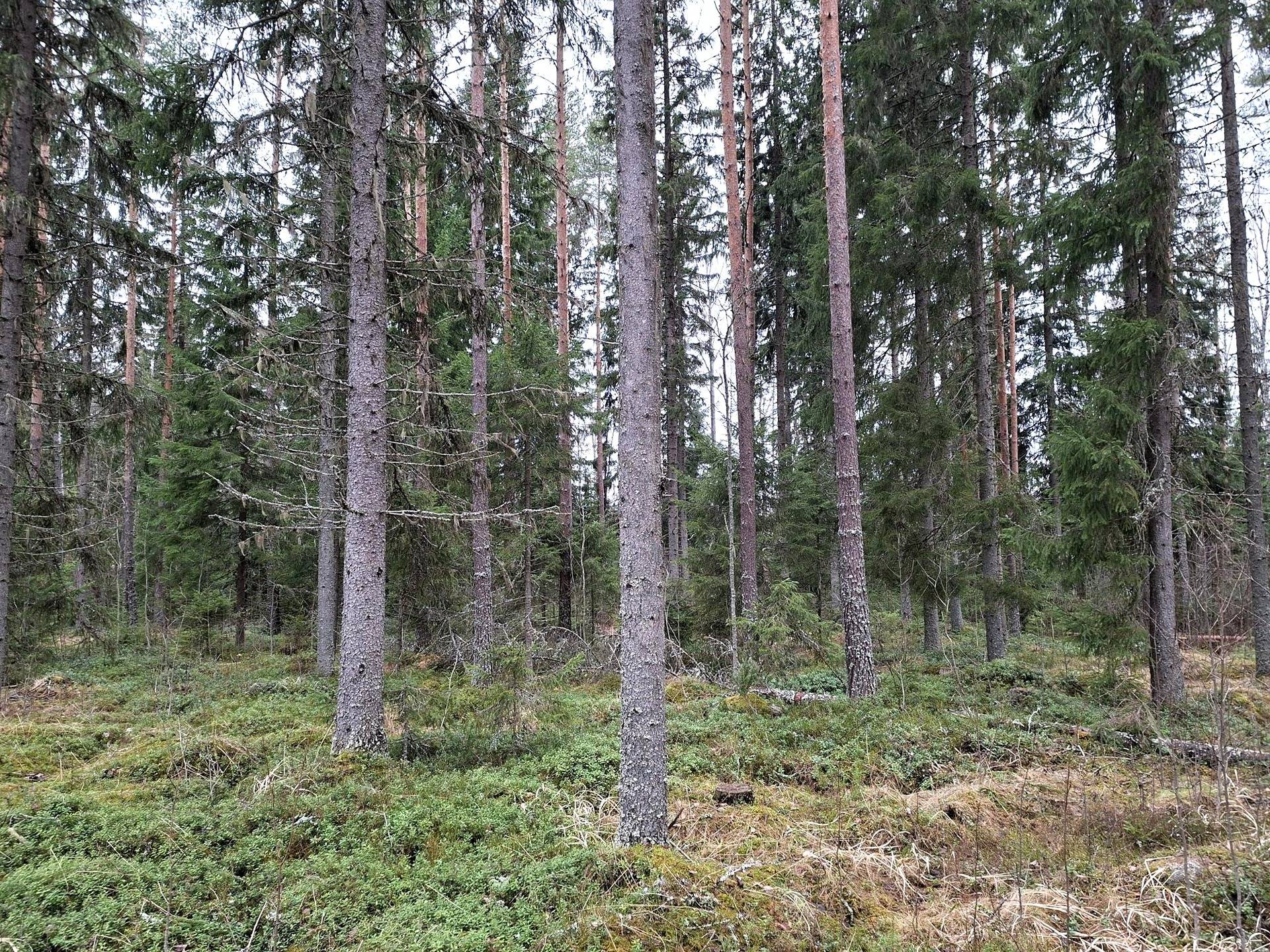 Metsätilat Suvimäki 15:66 ja Suviniemi 15:67 1