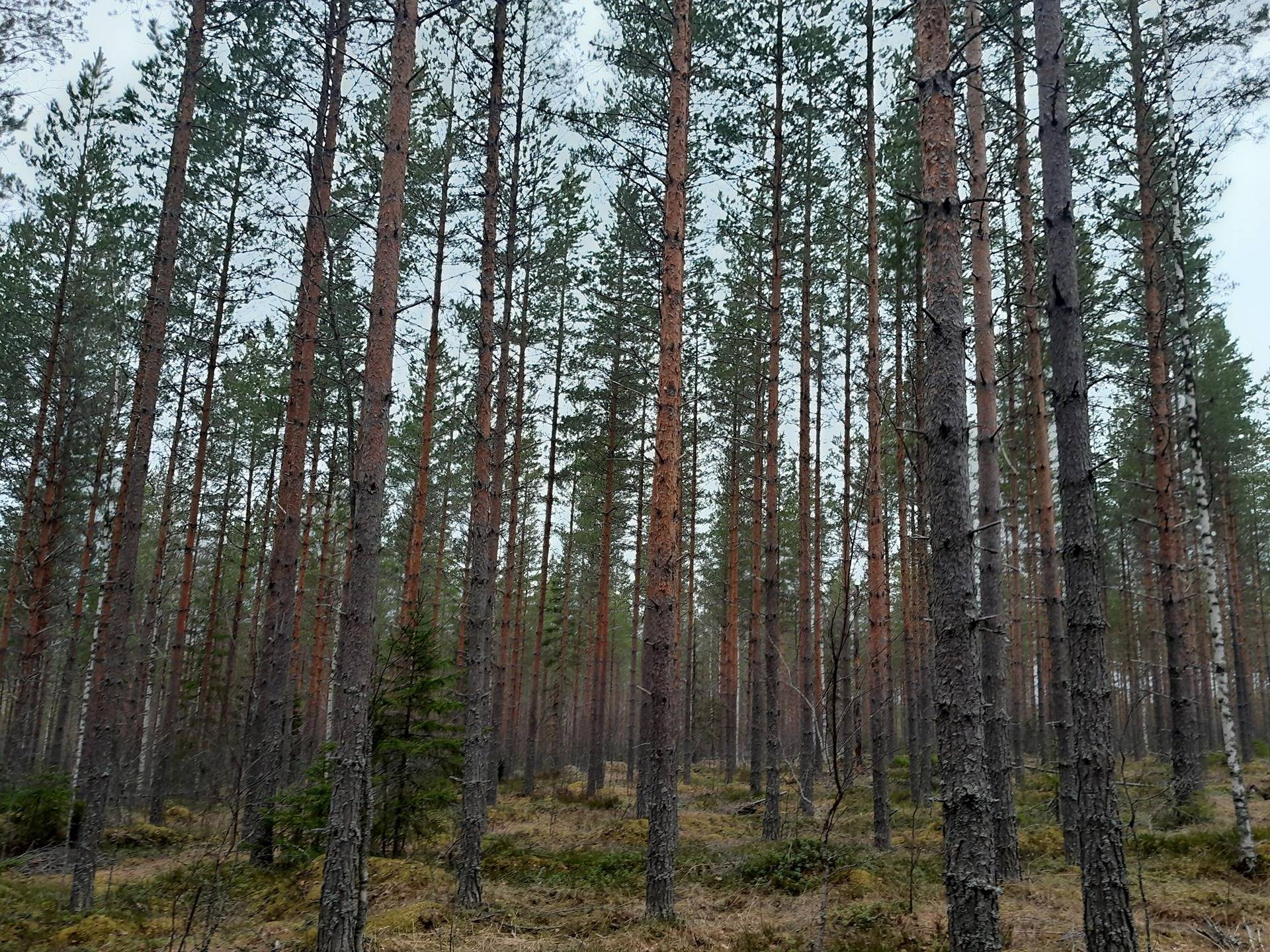 Lepola 729-408-31-19 määräala 1